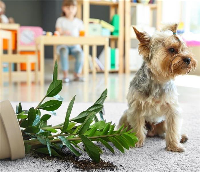 Cute dog near dropped houseplant on carpet
